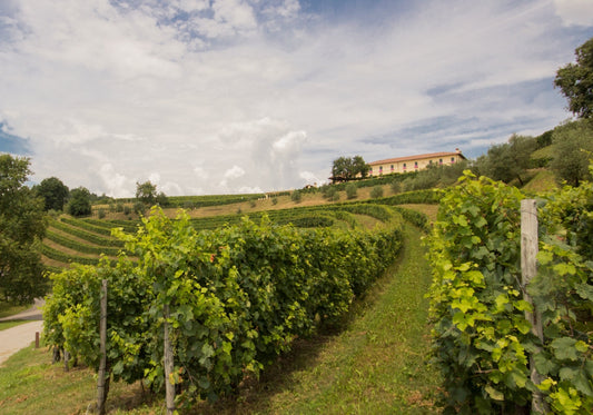 Cum alegi vinul italian perfect pentru fiecare ocazie?