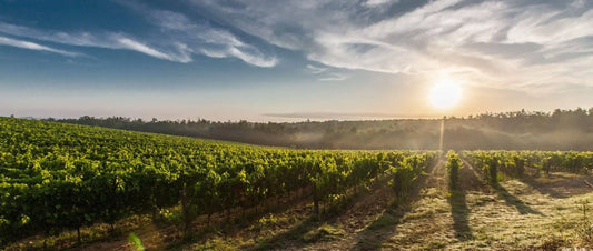 De ce vinurile italiene sunt atât de speciale?